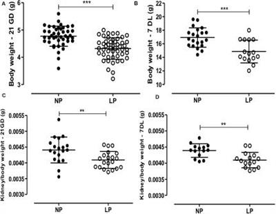 Gestational Low Protein Diet Modulation on miRNA Transcriptome and Its Target During Fetal and Breastfeeding Nephrogenesis